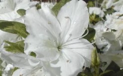 Delaware Valley White Azalea - 1 Gallon Pot -Orchard Essence Azalea Delaware Valley White 2