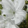 Delaware Valley White Azalea - 1 Gallon Pot -Orchard Essence Azalea Delaware Valley White 500x750 1