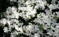 Delaware Valley White Azalea - 1 Gallon Pot -Orchard Essence Azalea Deleware Valley White Bloom
