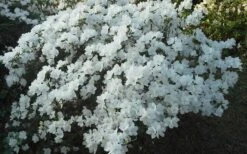 Delaware Valley White Azalea - 1 Gallon Pot -Orchard Essence Azalea Deleware Valley White Landscape