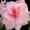 Autumn Belle Encore Azalea - 6 Pack Of 1 Gallon Pots -Orchard Essence Azalea Encore Autumn Belle 20 1