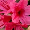 Autumn Cheer Encore Azalea - 1 Gallon Pot -Orchard Essence Azalea Encore Autumn Cheer