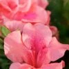 Autumn Coral Encore Azalea - 1 Gallon Pot -Orchard Essence Azalea Encore Autumn Coral