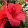 Fireside Red Bloom 'N Again Azalea - 2 Gallon Pot -Orchard Essence Azalea Fireside Red 20 rev