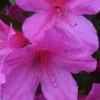 Formosa Southern Indica Azalea - 7 Gallon Pot -Orchard Essence Azalea Formosa 500x750 1