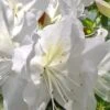Mrs. G.G. Gerbing White Southern Indica Azalea - 7 Gallon Pot -Orchard Essence Azalea G G Gerbing 500x750 2