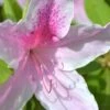 George L. Taber Southern Indica Azalea - 7 Gallon Pot -Orchard Essence Azalea George L Taber 500x750 3