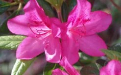 Judge Solomon Southern Indica Azalea - 3 Gallon Pot 8 Judge Solomon Southern Indica Azalea - 3 Gallon Pot -Orchard Essence Azalea Judge Solomon 50