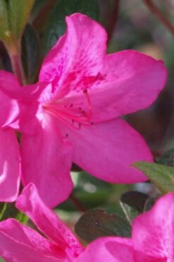 Judge Solomon Southern Indica Azalea - 3 Gallon Pot