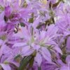 Koromo Shikibu Purple Spider Azalea - 6 Pack Of 1 Gallon Pots 1 Koromo Shikibu Purple Spider Azalea - 6 Pack Of 1 Gallon Pots -Orchard Essence Azalea Koromo Shikibu 1