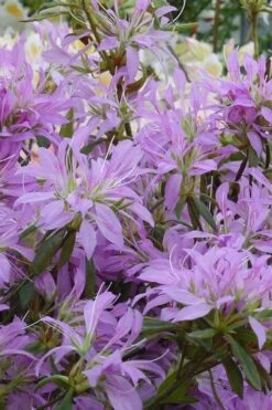 Koromo Shikibu Purple Spider Azalea - 6 Pack Of 1 Gallon Pots -Orchard Essence Azalea Koromo Shikibu 2