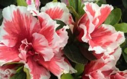 Mardi Gras Southern Indica Azalea - 6 Pack Of 1 Gallon Pots -Orchard Essence Azalea Mardi Gras 2