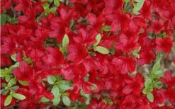 Midnight Flare Azalea - 2 Gallon Pot -Orchard Essence Azalea Midnight Flare 1