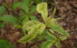 Dons Variegated Native Azalea - Rhododendron - 1 Gallon Pot -Orchard Essence Azalea Native Dons Variegated 3