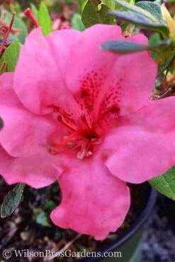 Pink Explosion Bloom 'N Again Azalea - 2 Gallon Pot -Orchard Essence Azalea Pink Explosion Bloom N Again 20
