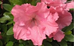 Gumpo Pink Dwarf Azalea - 2 Gallon Pot 9 Gumpo Pink Dwarf Azalea - 2 Gallon Pot -Orchard Essence Azalea Pink Gumpo 1
