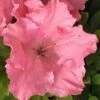 Gumpo Pink Dwarf Azalea - 1 Gallon Pot -Orchard Essence Azalea Pink Gumpo 500x750 1