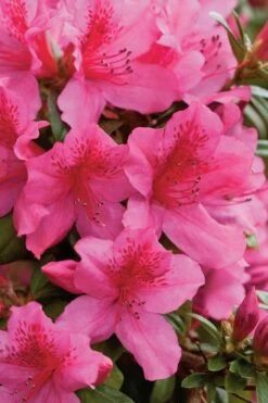 Pride Of Mobile Azalea - 1 Gallon Pot -Orchard Essence Azalea Pride Of Mobile 500x750 1