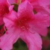 Pride Of Mobile Azalea - 1 Gallon Pot -Orchard Essence Azalea Pride of Mobile 13