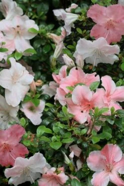 Sir Robert Dwarf Azalea - 1 Gallon Pot -Orchard Essence Azalea Sir Robert 12 1