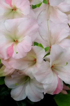 Sir Robert Dwarf Azalea - 6 Pack Of 1 Gallon Pots -Orchard Essence Azalea Sir Robert 20