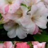 Sir Robert Dwarf Azalea - 1 Gallon Pot -Orchard Essence Azalea Sir Robert 3 500x750 2