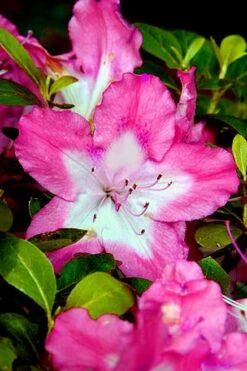 Vibrant Azalea (Harris Hybrid) - 1 Gallon Pot 11 Vibrant Azalea (Harris Hybrid) - 1 Gallon Pot -Orchard Essence Azalea Vibrant 1