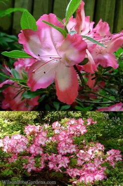 Vibrant Azalea (Harris Hybrid) - 1 Gallon Pot 10 Vibrant Azalea (Harris Hybrid) - 1 Gallon Pot -Orchard Essence Azalea Vibrant 2