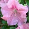 Watchet Dwarf Pink Azalea - 1 Gallon Pot -Orchard Essence Azalea Watchet 2