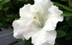 Gumpo White Dwarf Azalea - 2 Gallon Pot -Orchard Essence Azalea White Gumpo