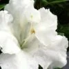 Gumpo White Dwarf Azalea - 2 Gallon Pot -Orchard Essence Azalea White Gumpo 500x750 1
