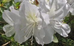 Mrs. G.G. Gerbing White Southern Indica Azalea - 3 Gallon Pot -Orchard Essence Azlea GG Gerbing Flower