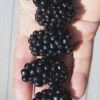 Apache Thornless Blackberry - 3 Gallon Pot -Orchard Essence Blackberry Apache In hand 500x750 1