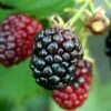 Arapaho Thornless Blackberry - 1 Gallon Pot -Orchard Essence Blackberry Arapaho Rev 500x750 1