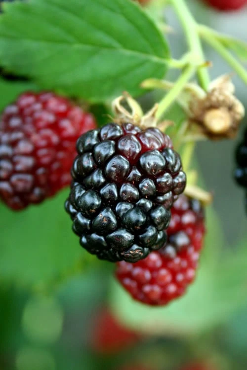 Arapaho Thornless Blackberry - 1 Gallon Pot 3 Arapaho Thornless Blackberry - 1 Gallon Pot