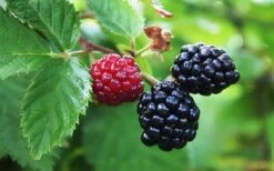 Arapaho Thornless Blackberry - 6 Pack Of 1 Gallon Pots 9 Arapaho Thornless Blackberry - 6 Pack Of 1 Gallon Pots -Orchard Essence Blackberry Arapaho Thornless 1