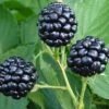 Natchez Thornless Blackberry - 3 Gallon Pot 1 Natchez Thornless Blackberry - 3 Gallon Pot -Orchard Essence Blackberry Natchez BS 1
