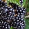 Navaho Thornless Blackberry - 1 Gallon Pot -Orchard Essence Blackberry Navaho Thornless 500x750 2