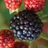 Osage Thornless Blackberry - 6 Pack Of 1 Gallon Pots -Orchard Essence Blackberry Osage 1 1