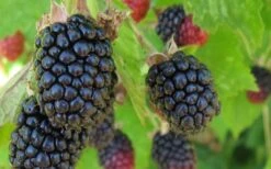 Triple Crown Thornless Blackberry Plant - 3 Gallon Pot -Orchard Essence Blackberry Triple Crown
