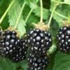 Triple Crown Thornless Blackberry Plant - 3 Gallon Pot 1 Triple Crown Thornless Blackberry Plant - 3 Gallon Pot -Orchard Essence Blackberry Triple Crown 500x750 1