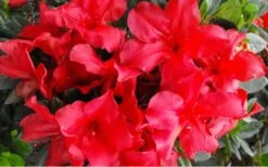 Fireside Red Bloom 'N Again Azalea - 2 Gallon Pot -Orchard Essence Bloom N Again Azalea Fireside Red