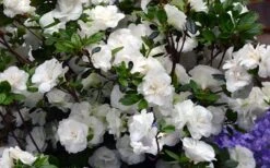 Snowball Bloom 'N Again Azalea - 6 Pack Of 1 Gallon Pots -Orchard Essence Bloom N Again Azalea Snowball