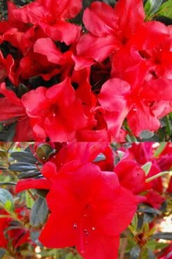 Fireside Red Bloom 'N Again Azalea - 2 Gallon Pot -Orchard Essence Bloom N Again Fireside Red 1 500x750 1