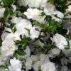 Snowball Bloom 'N Again Azalea - 6 Pack Of 1 Gallon Pots -Orchard Essence Bloom N Again Snowball 1 500x750 2