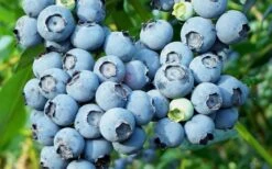 Alice Blue Rabbiteye Blueberry - 1 Gallon Pot 9 Alice Blue Rabbiteye Blueberry - 1 Gallon Pot -Orchard Essence Blueberry Alice Blue