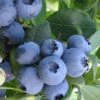 Bless Your Heart Rabbiteye Blueberry - 1 Gallon Pot -Orchard Essence Blueberry Bless Your Heart 500x750 1
