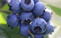 Delite Rabbiteye Blueberry - 3 Gallon Pot -Orchard Essence Blueberry Delite