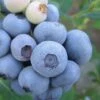 Legacy Highbush Blueberry - 6 Pack Of 1 Gallon Pots -Orchard Essence Blueberry Legacy Highbush 1