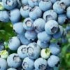 Austin Rabbiteye Blueberry - 1 Gallon Pot -Orchard Essence Blueberry Rabbiteye Austin 500x750 1
